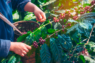 Colombian-specialty-coffee-Rich-Coffee-Heritage