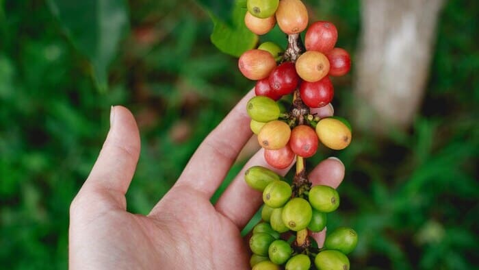 The Role of Colombian Coffee Growers The Dedication That Adds Flavor to Coffee