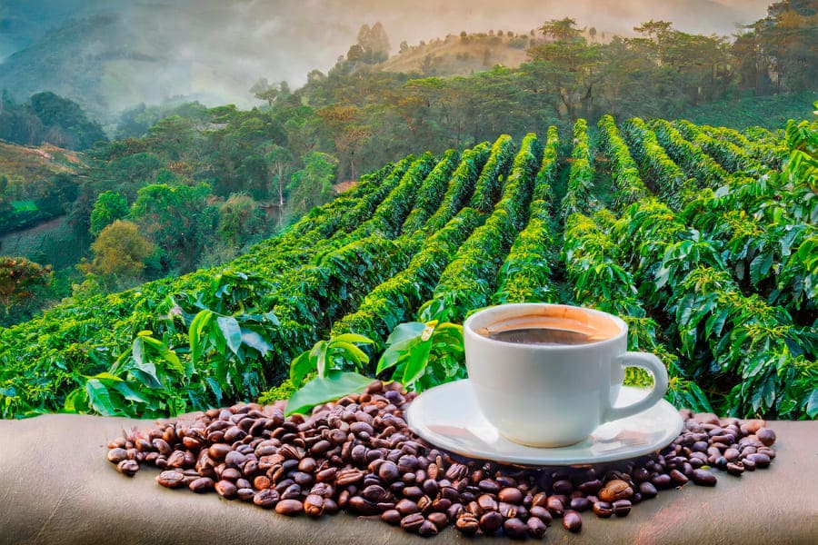 What Makes Colombian Coffee Unique in the International Market