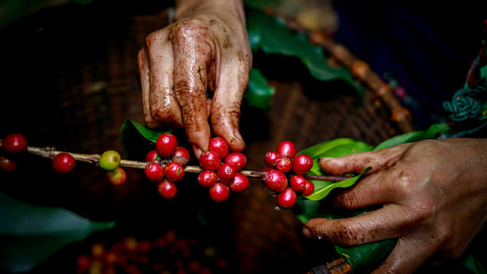 What Makes Colombian Coffee Unique in the International Market-1